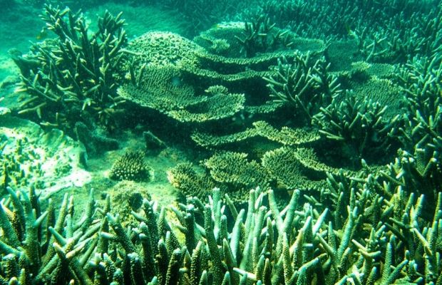 Corals in Con Dao island